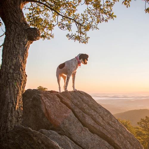 Thing To Do Pet-Friendly